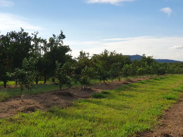 Fazenda de 41 ha com citricultura irrigada — foto 35