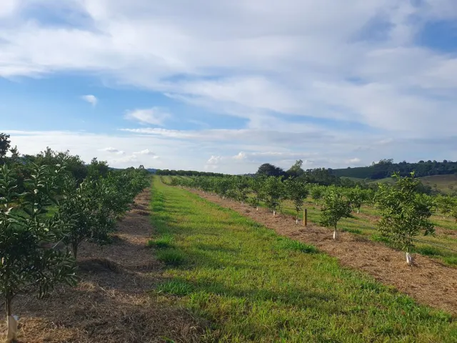 Fazenda de 41 ha com citricultura irrigada — foto 26