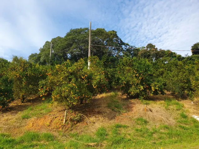 Fazenda de 41 ha com citricultura irrigada — foto 18