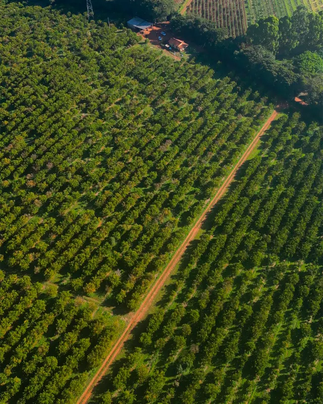 Fazenda de 41 ha com citricultura irrigada — foto 13