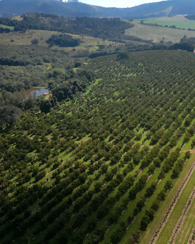 Fazenda de 41 ha com citricultura irrigada — foto 21