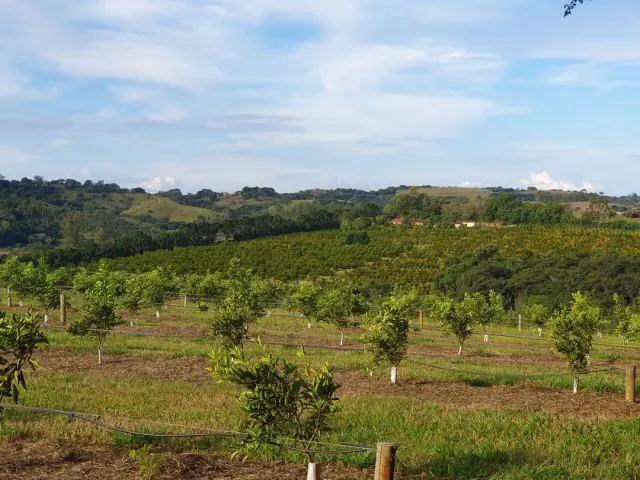 Fazenda de 41 ha com citricultura irrigada — foto 31