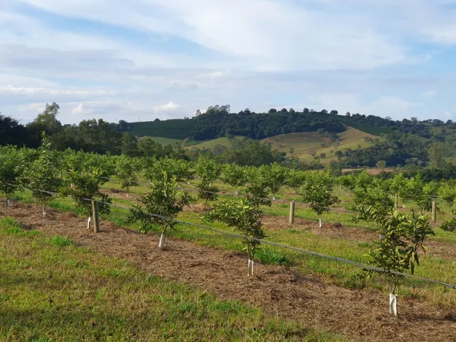 Fazenda de 41 ha com citricultura irrigada — foto 27