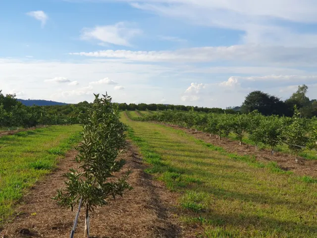 Fazenda de 41 ha com citricultura irrigada — foto 34