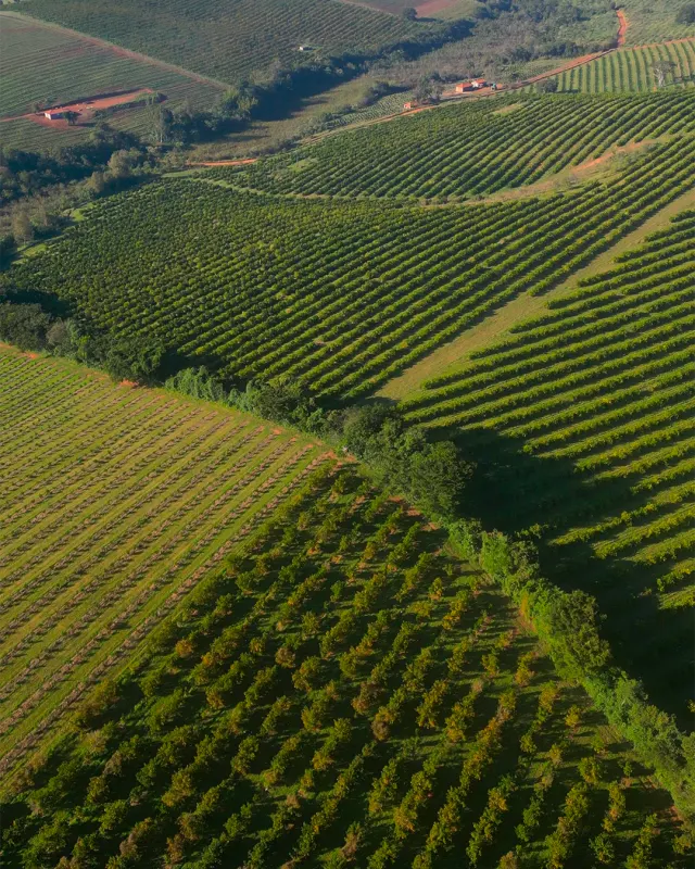 Fazenda de 41 ha com citricultura irrigada — foto 43
