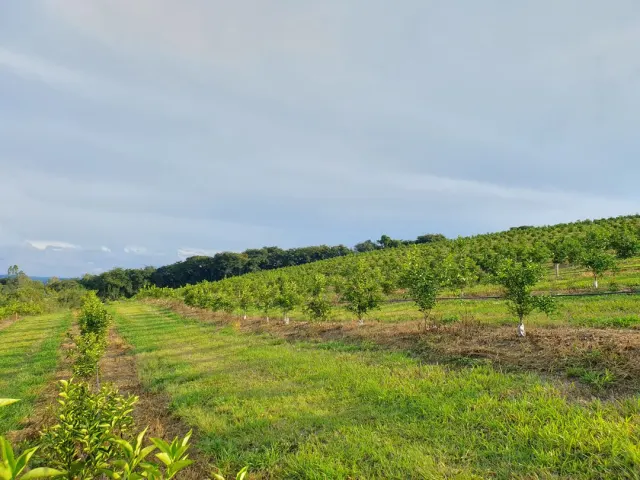 Fazenda de 41 ha com citricultura irrigada — foto 32
