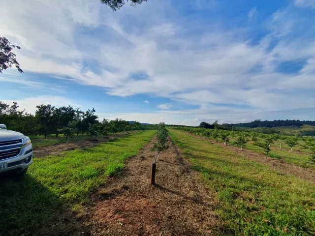 Fazenda de 41 ha com citricultura irrigada — foto 28