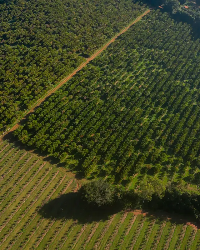 Fazenda de 41 ha com citricultura irrigada — foto 41