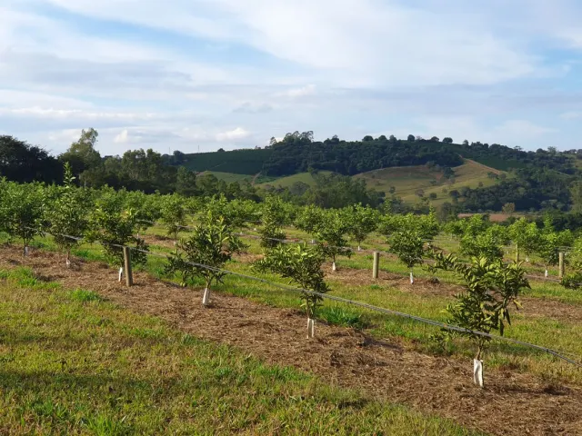 Fazenda de 41 ha com citricultura irrigada — foto 42